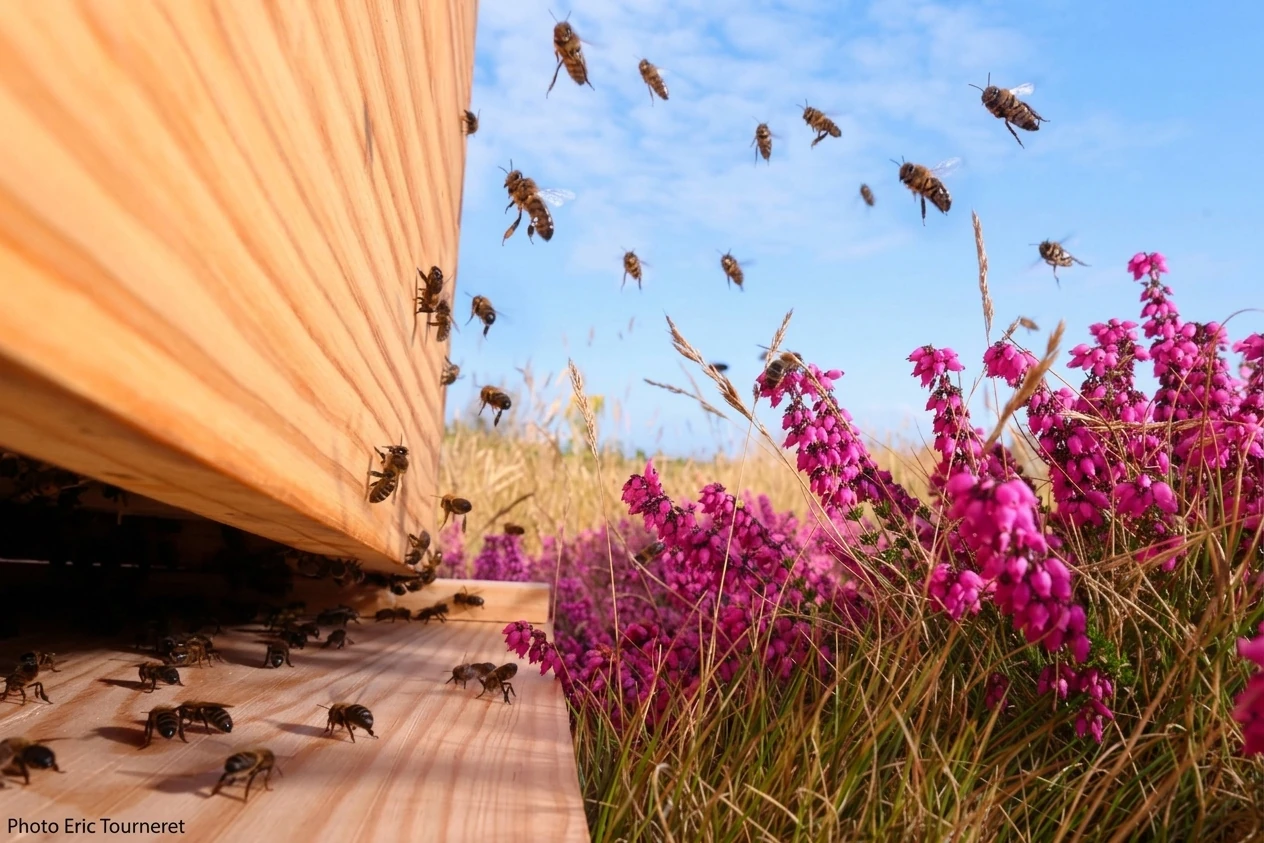 Association Conservatoire de l'Abeille Noire Bretonne - Ouessant