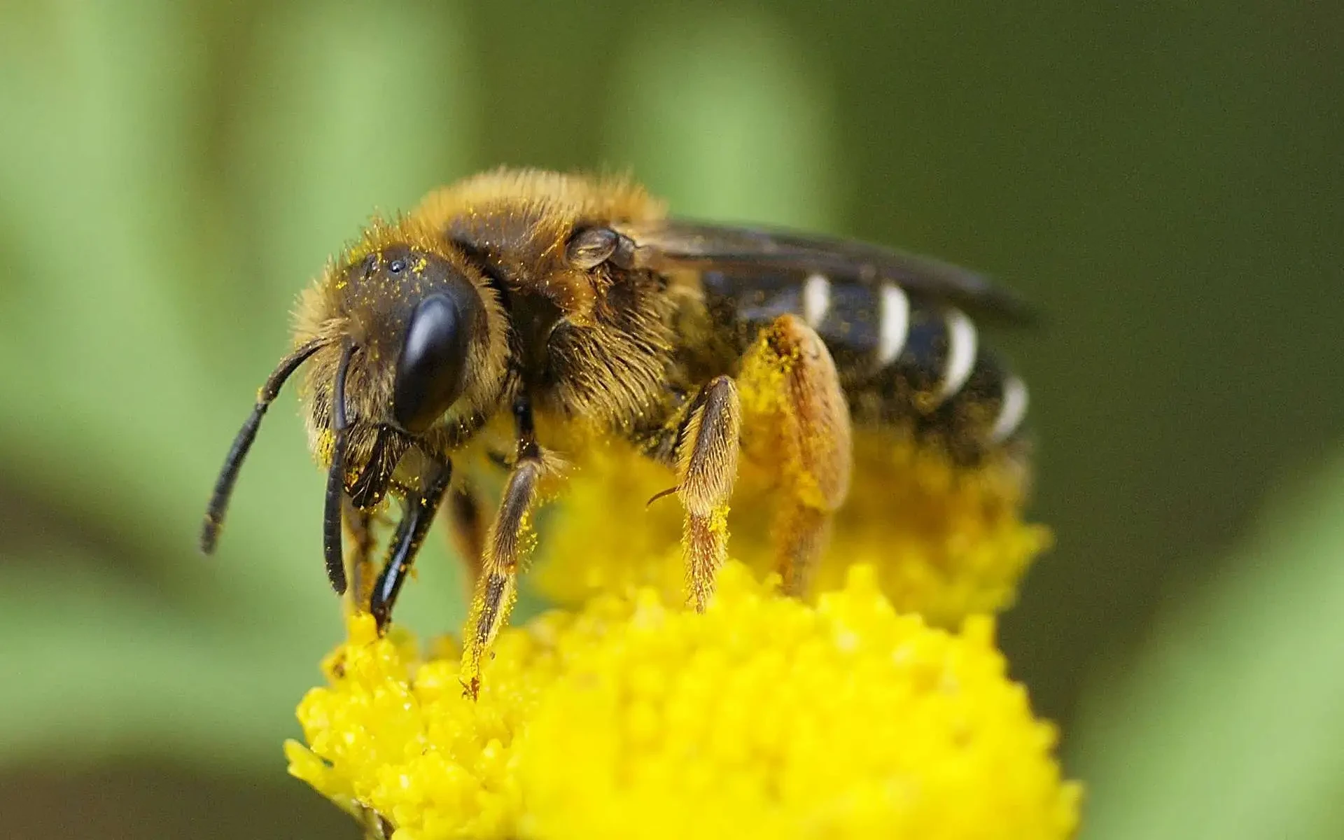 Association Conservatoire de l'Abeille Noire Bretonne - Ouessant